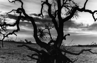 CAPTURING IMAGES WITH STRONG SENSE OF DESIGN – Brett Weston: Child ...