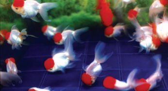 THE CHARM OF PHOTOGRAPHY, BETWEEN VIVID AND DREAMY COLORS – Mika Ninagawa, a multidisciplinary artist who works in photography and film